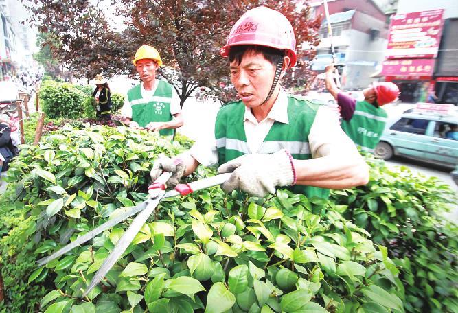 市园林处街道绿化所工作人员在双拥路修剪枝叶