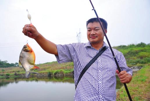 食人鱼淡水白鲳